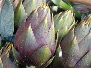 I carciofi di Albenga