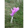 Fiori del bosco - Foto R.Roncato