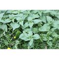 Ortiche - Foto R.Roncato