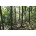 Foresta di faggi - Foto R.Roncato