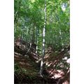 Foresta di faggi - Foto R.Roncato