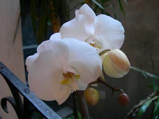 Orchidee a Fior d'Albenga