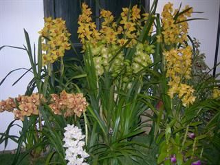Orchidee a Fior d'Albenga