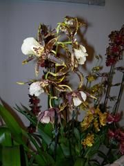 Orchidee a Fior d'Albenga