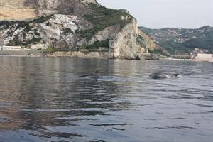 delfini