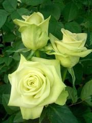 Festa della mamma - Le rose il regalo più ricorrente