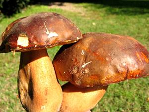Funghi porcini